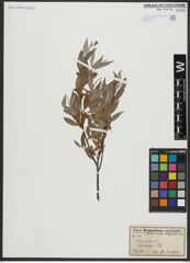 Foto von Salix alba L.